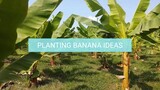 Banana Planting Ideas
