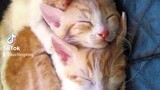 Cute Cat Pusa Meow Short Video this Saturday on Bilibili Asia