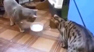 kumpulan kelakuan si oyen..