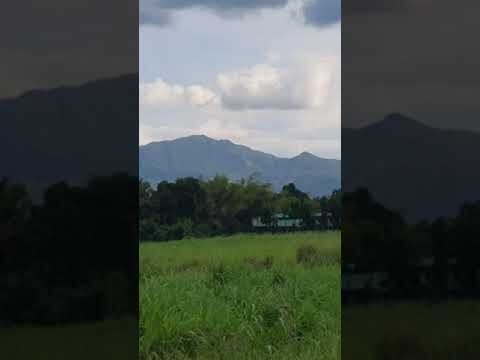 Batangas Ibaan farm