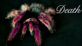 Play with fire Death Beauty vẻ đẹp của con nhện trong vài giây