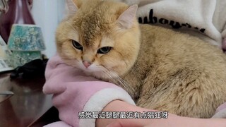 小破猫不听话 杀芒敬腿 论家庭教育的重要性