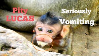 OMG!!, What Are You Problem Baby?, Baby Monkey Lucas Seriously Vomiting Like This