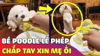 Chú chó Poodle 'THÍCH ĂN ỔI' và sự ngoan ngoãn 'LỄ PHÉP' của em làm ai cũng tan chảy 🥰 Gâu Đần