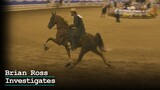 Brian Ross Investigates: Tennessee Walking Horses - Practice of Soring Remains Rampant