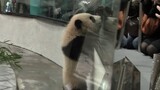 熊猫想见粉丝，粉丝想撸猫，后来玻璃变干净了