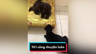 Tới công chuyện với đám mèo mèo meow Nguyenhoanghaidang meocute meohoang lovepet cat catsoftiktok catvideo mayconmeo