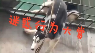 狗 子 迷 惑 行 为 大 赏