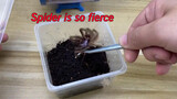 [Động vật] Tôi nuôi 1000 con gián! Cho nhện ăn gián thôi!