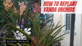 How to grow and Re- plant Vanda Orchids