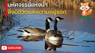 สารคดีสัตว์โลก ตอน มหัศจรรย์แห่งน้ำ สิ่งมีชีวิตและความอยู่รอด | สารคดี สารคดี เสน่ห์สัตว์โลก