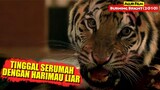 Harimau Bengal Yang Tinggal Bersama Di Dalam Rumah | Alur Cerita Film BURNING BRIGHT (2010)