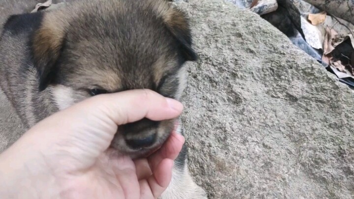Can't hold the puppy's mouth in my hand