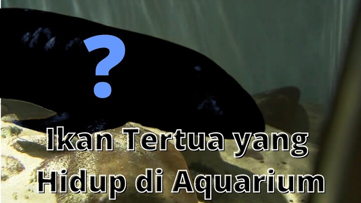 Ikan Tertua yang Hidup di Aquarium