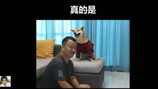 🐶Chú chó ảo ma canada, malaysia các kiểu các kiểu...『Tiktok』