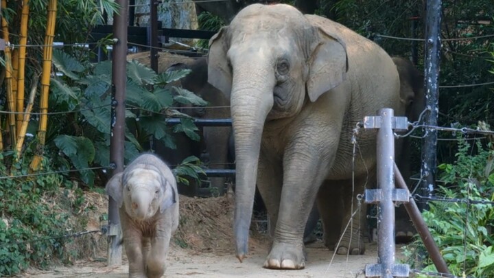 Is the sand delicious today or what? Wangzai and Xiaofeng are both playing the game of eating sand