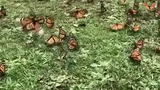 #Jika ribuan kupu-kupu berkumpul indah akan tercipta
