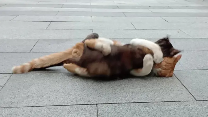 Close Encounter of Cats' Street-Fight.