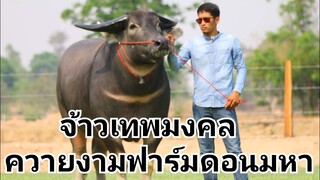 #ฅนเลี้ยงควาย ควายงามฟาร์มดอนมหา Thai buffalo