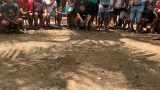 manok kung pula