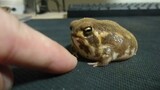 [Hewan]Menggoda katak pohonku dengan jariku