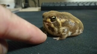[Động vật]Dùng ngón tay trêu chọc ếch cây của tôi
