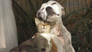 When Cats and Dogs Are The Ultimate Comedy Duo 🐱