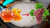 Es Krim Roll Madu Anggur | How To Make Ice Cream Rolls