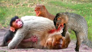 Poor Baby Monkey Watching His Mother Being Mercilessly Killed By Mongoose - Mongoose Attack