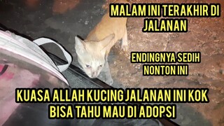 Subhanallah Kucing Jalanan Penunggu Tempat Sampah Alfamar Akhirnya Dapat Rumah Karna Takdir Allah..!