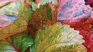 #nature morning view after the rain