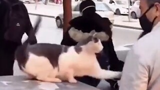 Animal|Cats Sabotage