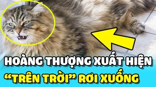 💥Hoàng Thượng xa lạ RƠI TỪ TRẦN NHÀ xuống TO MỒM khiến chủ nhà bất lực 😂 | TIN GIẢI TRÍ