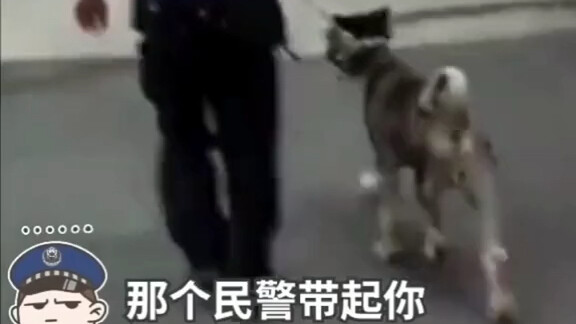 “警犬”走丢民警实力吐槽，害我们走了4公里你好意思嘛？要真是警犬怎么不敢上警车？