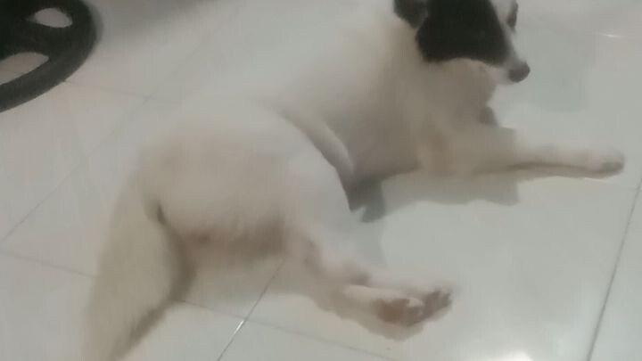 dogidogi