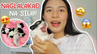 PUPPIES UPDATE! ANG GAGALING NG MAGLAKAD! PURO SILA LANG 😍 | SHIH TZU PUPPIES