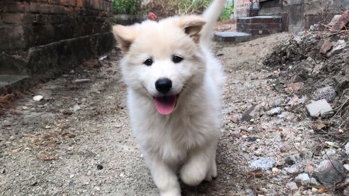  Rare Cantonese Bear Dog White Dog with Yellow Ears