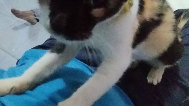 Massage Cat POV
