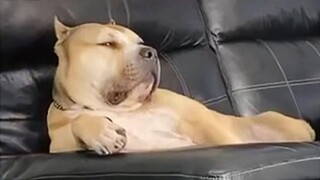 Dog Gives Epic Side Eye 😂 Funniest Dogs Video!
