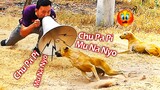 Mu Na Nyo Prank Dog Very Funny Wonder Reaction - Must Watch Most Funny Comedy Prank Try Not To Laugh