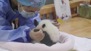 [Satwa] Panda Ini Unyu Banget!