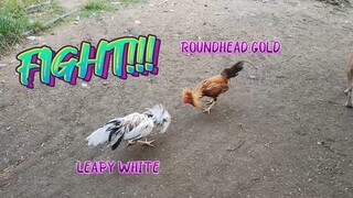 Leapy White VS Roundhead Gold ng Kapitbahay!     JRP GAMEYARD