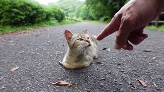 当我抚摸一只坐在路中间的流浪猫时，我高兴地将它骑在膝盖上