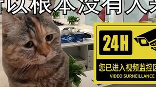 [Cat Meme] Làm việc tại một ngân hàng nhỏ ở nơi xa xôi