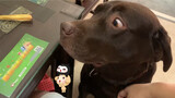[Động vật]Chó Labrador phản ứng như nào khi chủ nó đang dùng bữa?