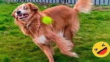 Best Funniest Animals Videos 😅 - Funny Dogs And Cats Videos 2023😇 #9