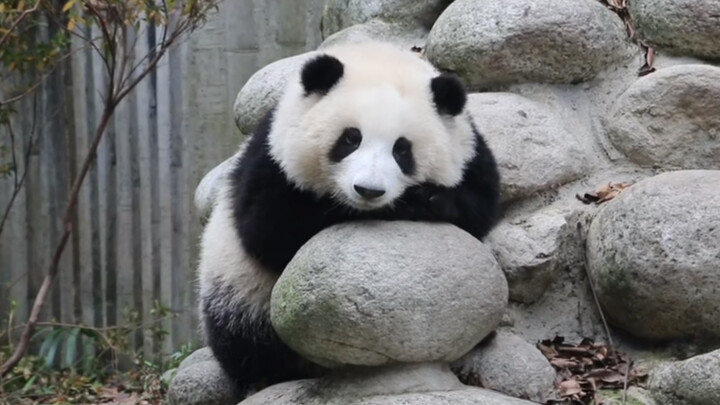[Panda] He Hua yang Mengantuk dengan Imut