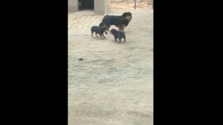 Two dogs stepping on the drum, mother is so helpless