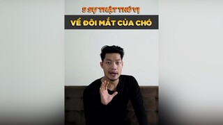 5 sự thật thú vị về đôi mắt của chó dcgr petonesaigon tuitienpet