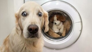 DOG MEMES & FUNNY VIDEOS To Bring You Joy